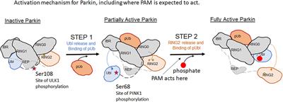 PINK1/Parkin Pathway Activation for Mitochondrial Quality Control – Which Is the Best Molecular Target for Therapy?